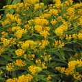 April's Yellow Milkweed Seeds - Bright Yellow Flowers, Monarch Host Plant, Pollinator-Friendly Wildflower, Asclepias spp.