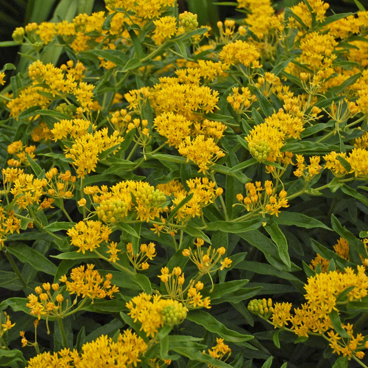 April's Yellow Milkweed Seeds - Bright Yellow Flowers, Monarch Host Plant, Pollinator-Friendly Wildflower, Asclepias spp.