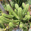 Myrtillocactus Geometrizans Rooted Cutting - Blue Candle Cactus with Black Spines, 10-12" Tall, Hardy Columnar Cactus for Garden & Collection
