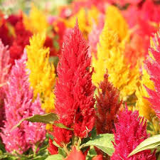Pampas Plume Mix Celosia Seeds | Feathery Plumes in Pink, Cream, Yellow, Scarlet, Orange | 24-40 Inches Tall | Garden & Cut Flower Seeds