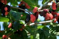 Illinois Everbearing Mulberry Live Plant - Fast Fruiting, Pesticide-Free Starter Tree, Morus 'Illinois Everbearing' for Home Orchard
