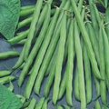 Petite Filet French Bean Seeds 5g | Stringless Haricots Verts | Gourmet Phaseolus vulgaris for Planting