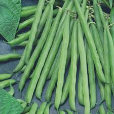 Petite Filet French Bean Seeds 5g | Stringless Haricots Verts | Gourmet Phaseolus vulgaris for Planting