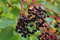 Elderberry Hardwood Cuttings Set of 12 | York & Adams Varieties | Easy Rooting, Hardy Zones 3-9 | Berry & Pollinator Bush Starter