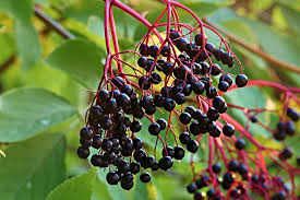 Elderberry Hardwood Cuttings Set of 12 | York & Adams Varieties | Easy Rooting, Hardy Zones 3-9 | Berry & Pollinator Bush Starter