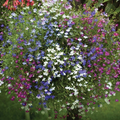 Cascade Lobelia Seed Mix - 100 Vibrant Trailing Perennial Flowers for Hanging Baskets & Gardens (Lobelia erinus)