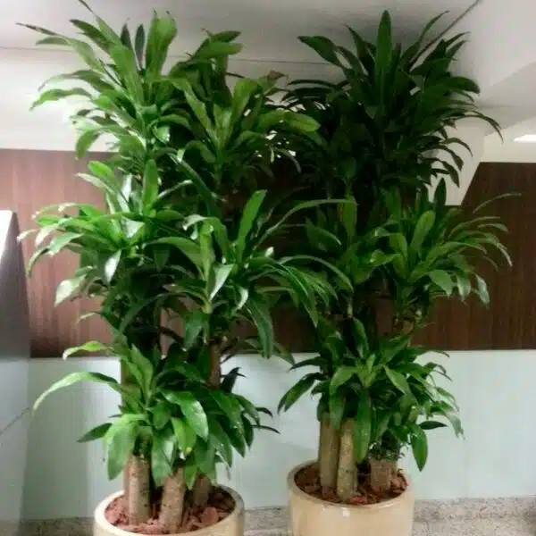 5 Unrooted Corn Plant Cuttings, Dracaena Fragrans, Indoor House Plant, Easy to Grow, No Root Needed, Green Foliage