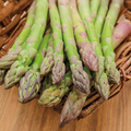 10 Bare Root Green Jersey Giant Asparagus Crowns | High-Yield Perennial Vegetable | Asparagus officinalis