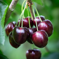 Black Cherry Tree Seeds, Prunus serotina, Fruit Tree Seeds for Home Gardens, Easy to Grow, Drought Tolerant, Deciduous, Zone 3