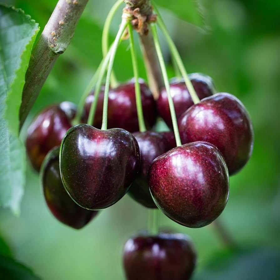 Black Cherry Tree Seeds, Prunus serotina, Fruit Tree Seeds for Home Gardens, Easy to Grow, Drought Tolerant, Deciduous, Zone 3