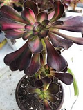 Aeonium Sunset Glow Cutting - 2.5" Succulent Plant, Unique Red, Yellow & Green Foliage, Easy to Grow, Drought Tolerant, Indoor & Outdoor