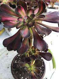 Aeonium Sunset Glow Cutting - 2.5" Succulent Plant, Unique Red, Yellow & Green Foliage, Easy to Grow, Drought Tolerant, Indoor & Outdoor