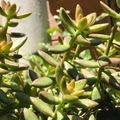 Sedum adolphi ‘Golden Glow’ Succulent Cuttings – 3 Live Rooted Plants with Vibrant Yellow-Green Foliage