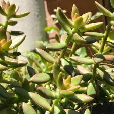 Sedum adolphi ‘Golden Glow’ Succulent Cuttings – 3 Live Rooted Plants with Vibrant Yellow-Green Foliage