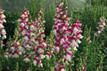 Cherry Twist Snapdragon Seeds (Antirrhinum majus) | 1000+ Vibrant Cherry-Red Blooms for Garden & Cut Flowers
