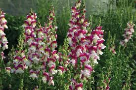 Cherry Twist Snapdragon Seeds (Antirrhinum majus) | 1000+ Vibrant Cherry-Red Blooms for Garden & Cut Flowers