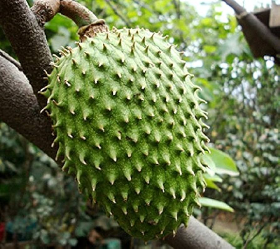 Giant Soursop Fruit Tree Starter Plant – Annona muricata – Edible, Tropical, 3-4 Feet Tall