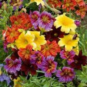 500 Seeds Painted Tongue SUPERBISSIMA Mix Heirloom Salpiglossis Non-GMO Vibrant Annual Flower Pollinator-Friendly