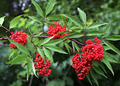 Red Elderberry Cuttings - 10 Unrooted Sambucus racemosa Native Shrub with Edible Berries, Wildlife Friendly, Fast-Growing Starter Plant