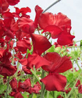 George McAra Sweet Pea Seeds – 50+ Violet Blooms Climbing Flower Vine for Bouquets, Trellises & Cottage Gardens – Lathyrus odoratus