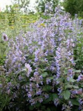 Catnip Seeds, Nepeta cataria, Perennial Herb, Non-GMO, Drought-Tolerant, Pollinator-Friendly, for Gardens & Containers