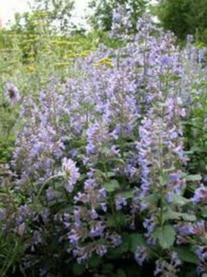 Catnip Seeds, Nepeta cataria, Perennial Herb, Non-GMO, Drought-Tolerant, Pollinator-Friendly, for Gardens & Containers