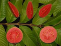 Ruby Supreme Guava Seeds - 50+ Psidium guajava Tropical Fruit Seeds for Container & Garden Growing, Pink Flesh, Fast Growing, USDA Zones 9-11