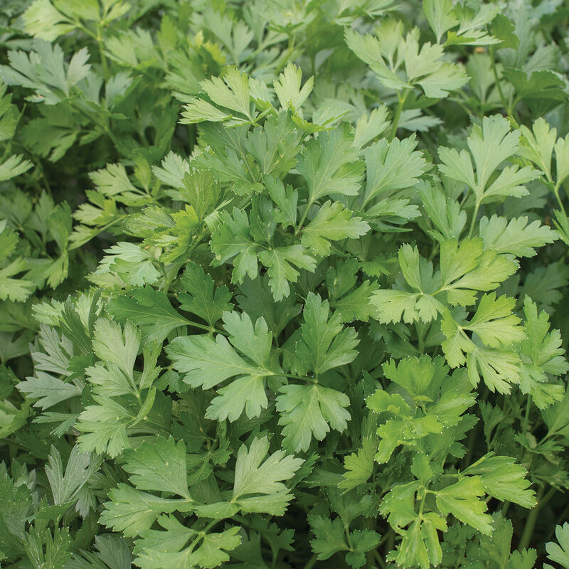 1000 Seeds Dark Green Italian Giant Parsley Herb Seeds | Petroselinum crispum neapolitanum | Non-GMO, Heirloom, Culinary Herb