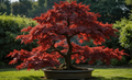 Dormant Japanese Maple Seedlings - Acer palmatum 'Bloodgood' - Red Foliage, Bonsai & Garden Plant, 8-10” Tall