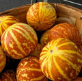 Tigger Melon Seeds, Heirloom Cucumis melo, Striped Skin, Fragrant Sweet Flesh, Compact Vine, 10 Pack