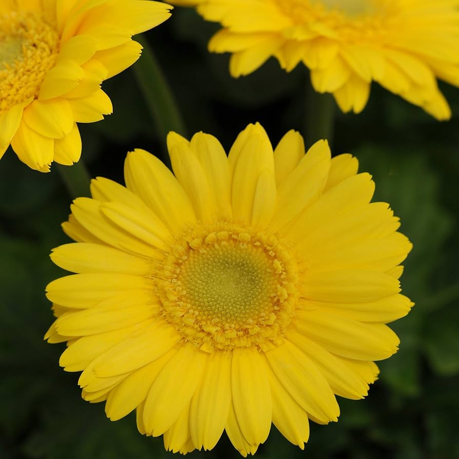 Yellow Gerbera Daisy Seeds – 200+ Soft Yellow Blooms for Garden, Containers & Bouquets – Gerbera jamesonii, Full Sun, Well-Drained Soil