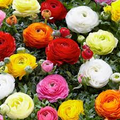 Ranunculus Appleblossom Mix Bulbs – 10 Pink, Red, White Flower Bulbs, Drought-Resistant, Fast-Growing Perennials, USDA Zones 8-11