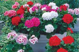 Organic Geranium Cuttings - Regal Pelargonium (Pelargonium × domesticum) - 3 Fresh 5-8" Outdoor Sun-Loving Plants