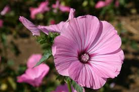 Dwarf Rose Mallow Seeds – 250mg, Colorful Perennial, Compact Hibiscus Mix, Pollinator Friendly Garden Border Flower