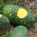 Moon & Stars Watermelon Seeds - Heirloom Non-GMO, Sweet Red Flesh, Unique Speckled Rind, Citrullus Lanatus, Garden Seeds