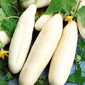 White Wonder Cucumber Seeds | Heirloom, Crisp & Bitter-Free, Non-GMO, Salad & Pickling, Heat-Tolerant, Open Pollinated, Cucumis sativus