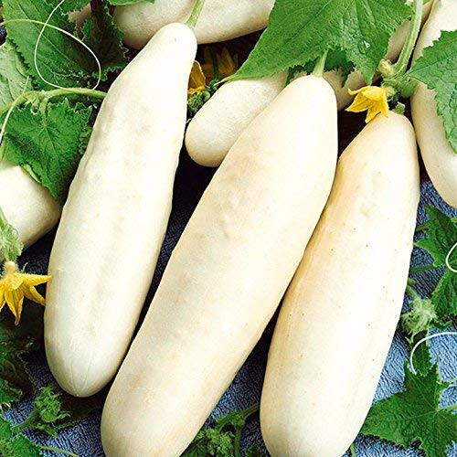 White Wonder Cucumber Seeds | Heirloom, Crisp & Bitter-Free, Non-GMO, Salad & Pickling, Heat-Tolerant, Open Pollinated, Cucumis sativus