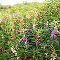 Camelia Flowered Mix Impatiens Seeds - Non-GMO, Heirloom, Mixed Colors, Shade Tolerant, Pollinator-Friendly, 8-14 Inch Tall