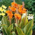 Canna Lily Pretoria Bengal Tiger Bulb | Orange Variegated Flowers | Tropical Garden Plant | USDA Zones 8-11 | Live Bulb