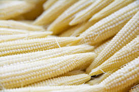 Popcorn Seeds 5g Japanese Hulless White Zea mays Dual-Purpose Gourmet Popcorn & Baby Corn