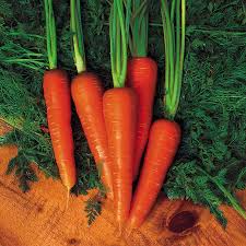 1000+ Moonraker Carrot Seeds – White Heirloom Root Vegetable for Fresh Eating & Roasting, Crisp & Sweet, 8-10 Inch Tapered Roots