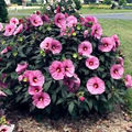 Pink Swamp Rose Mallow Seeds - Hardy Hibiscus (Hibiscus moscheutos) - 6-9" Pink Flowers, Perennial Wetland Plant, Butterfly & Hummingbird Attractant