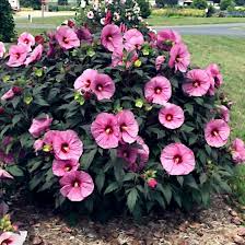 Pink Swamp Rose Mallow Seeds - Hardy Hibiscus (Hibiscus moscheutos) - 6-9" Pink Flowers, Perennial Wetland Plant, Butterfly & Hummingbird Attractant