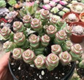 Crassula cv. Jade Necklace Rare Live Succulent Plant in 2-Inch Pot, Easy Care, Indoor, Unique Green and Red Edged Foliage