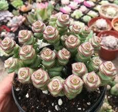 Crassula cv. Jade Necklace Rare Live Succulent Plant in 2-Inch Pot, Easy Care, Indoor, Unique Green and Red Edged Foliage
