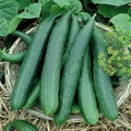 Metki Armenian Dark Green Cucumber Seeds – Heirloom, Non-GMO, Salad & Slicing, Cucumis Sativus, Bitter-Free, Crisp, USDA Zones 2-10