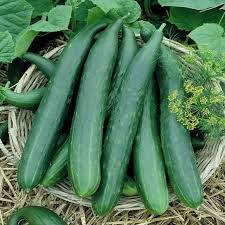 Metki Armenian Dark Green Cucumber Seeds – Heirloom, Non-GMO, Salad & Slicing, Cucumis Sativus, Bitter-Free, Crisp, USDA Zones 2-10