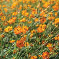 Bright Lights Cosmos Seeds - Non-GMO, Red, Orange, Yellow Blooms, Attracts Pollinators, Drought Tolerant, Fast Growing, Cosmos sulphureus