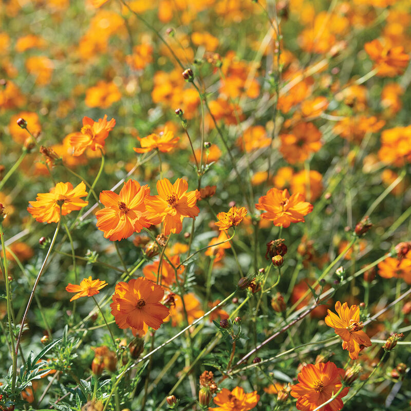 Bright Lights Cosmos Seeds - Non-GMO, Red, Orange, Yellow Blooms, Attracts Pollinators, Drought Tolerant, Fast Growing, Cosmos sulphureus
