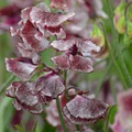 Wiltshire Ripple Sweet Pea Seeds – Maroon & White Striped Fragrant Blooms, Climbing Vines, Lathyrus odoratus, 50+ Seeds